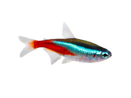 Neontetra