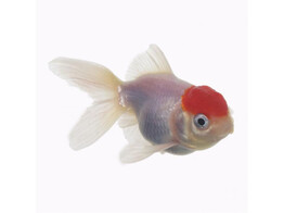 Redcap oranda