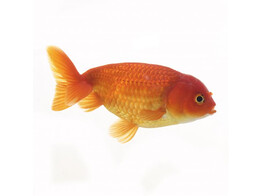 Ranchu mix