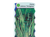 Acorus calamus Variegatus  24