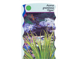 Acorus gramineus Ogon  24