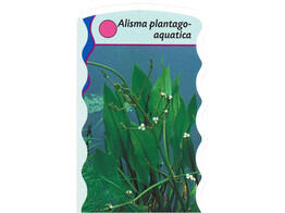 Alisma plantago-aquatica  24