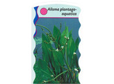 Alisma plantago-aquatica  24