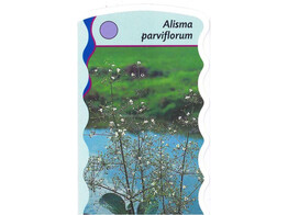 Alisma parviflora  24