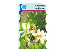 Anemopsis californica  24