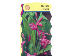 Bletilla striata  24