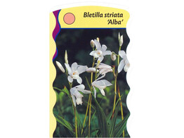 Bletilla striata Alba  24