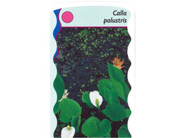 Calla palustris  24