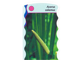 Acorus calamus  24