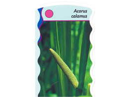 Acorus calamus  24