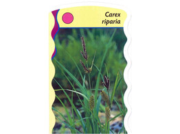 Carex riparia  24