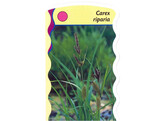 Carex riparia  24