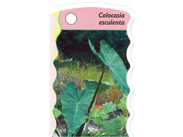 Colocasia esculenta  24