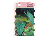 Colocasia esculenta  24