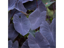 Colocasia esculenta  Black Magic   24