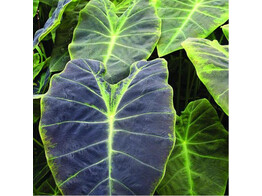 Colocasia esculenta  Antiquorum   24