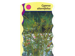 Cyperus alternifolius  24