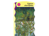 Cyperus alternifolius  24