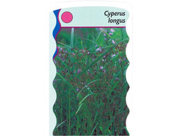 Cyperus longus  24