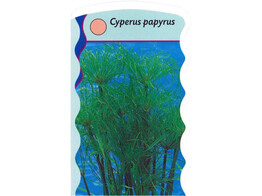 Cyperus papyrus  24