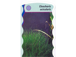 Eleocharis acicularis  24