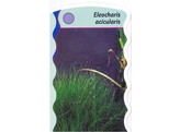 Eleocharis acicularis  24