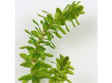 Elodea canadensis  250