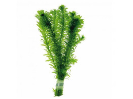 Elodea densa  250