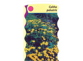 Caltha palustris  24