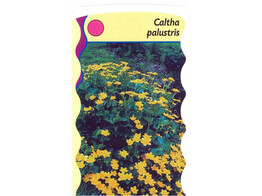 Caltha palustris  24