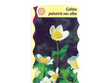 Caltha palustris alba  24