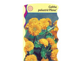 Caltha palustris plena  24