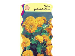 Caltha palustris plena  24