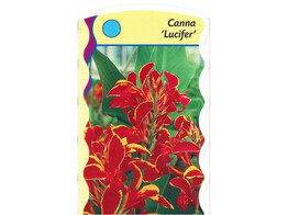 Canna  Lucifer   24