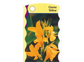 Canna  Yellow   24