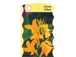 Canna  Yellow   24