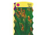 Carex nigra  24