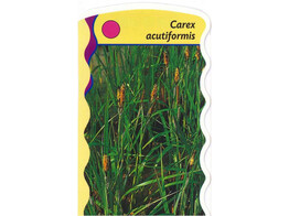 Carex acutiformis  24