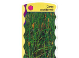 Carex acutiformis  24