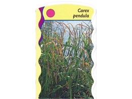 Carex pendula  24