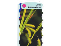 Carex pseudocyerus  24