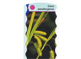 Carex pseudocyerus  24