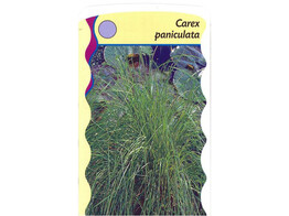 Carex paniculata  24