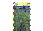 Carex paniculata  24