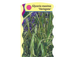 Glyceria maxima Variegata  24