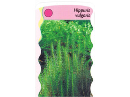 Hippurus vulgaris  24