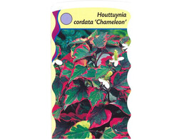 Houttuynia cordata  Chameleon   24