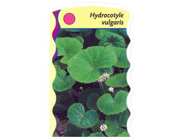 Hydrocotyle vulgaris  24