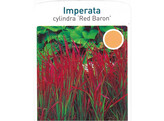 Imperata cylindrica  Red Baron   24