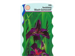Iris louisiana  Black Gamecock   24